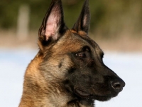 lot_1yr