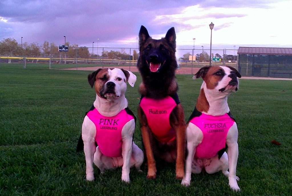 Pink, Hudson, and Fuchsia modeling their team Leerburg Video & Kennel rash guards made by VEDesigns. 