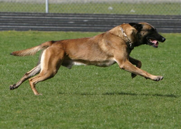 belgian malinois schutzhund