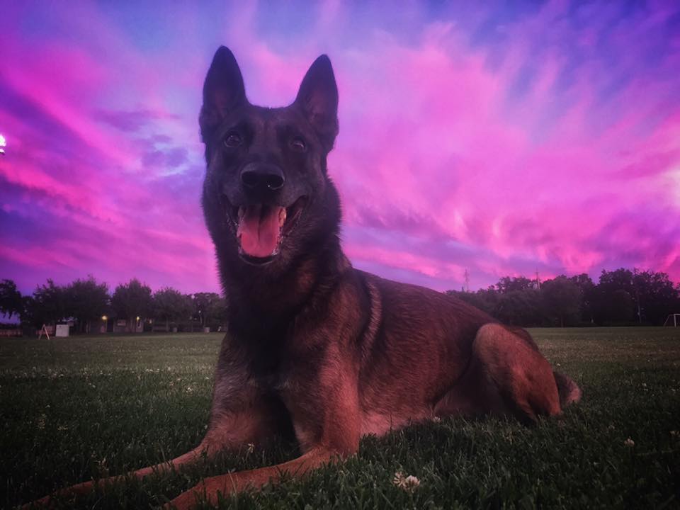 I'Gotit enjoying some training under a Northern California sunset. - Ryan Maciej photo