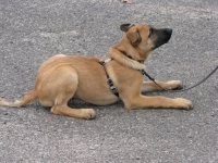 baccidown_14wks