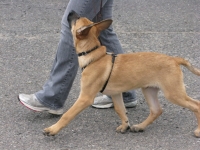 bacciheel_14wks