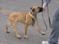 baccilure_14wks