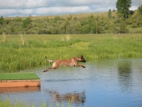 capy06132014-2