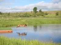 capy06132014-3