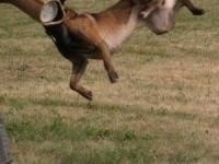 Feist Catch