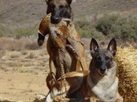 Feist and Mom hunting