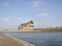 Feist dive #2