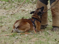Feist down guard 4