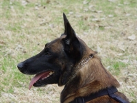 Feist head shot 2