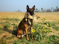 Feist hunt