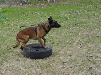 Feist object guard 1