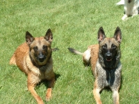 Brazen and Taboo