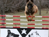 lot_hurdle