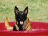 gatorpool