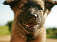 HabbitPuppy