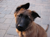 havok20110510