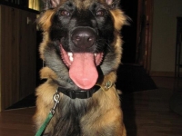 havok20110700