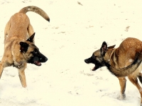 Jane 9 months - with Onyx