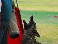 jerseyholdandbark