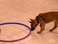 katnisspuppyhoop