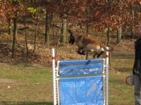 yumahurdle