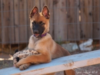layla20130409-01