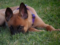 layla20130420-01