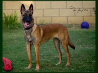 layla20130815-01