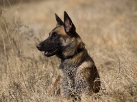 layla20140316-01