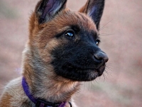 layla8wks-02