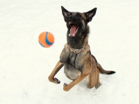 Onyx 12 months
