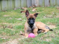 Onyx 2 months2
