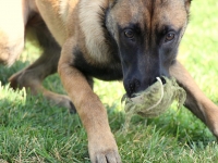 Onyx 4 months