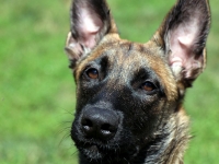Onyx 5 months