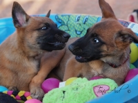 onyxjane7wks
