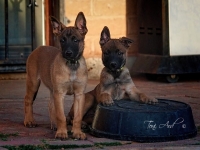 seleneonyx8wks