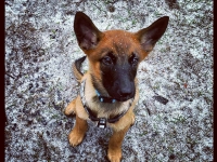 oso8wks