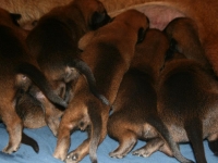 qq1wk-3