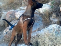 baby desert dog