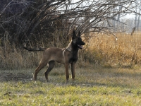 131112-malinois-00130