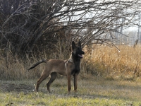131112-malinois-00136