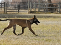 131112-malinois-00147