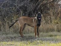 131112-malinois-00183
