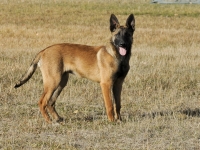 131112-malinois-00249