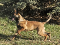 131112-malinois-00298