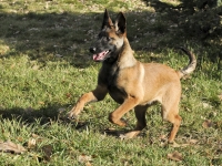 131112-malinois-00299