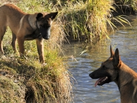 131112-malinois-00382