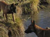 131112-malinois-00383
