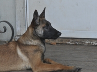 131112-malinois-00427